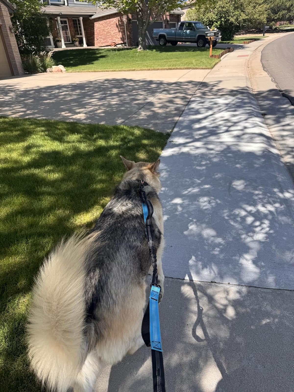 Pawlis™ - Running Hands-Free Leash